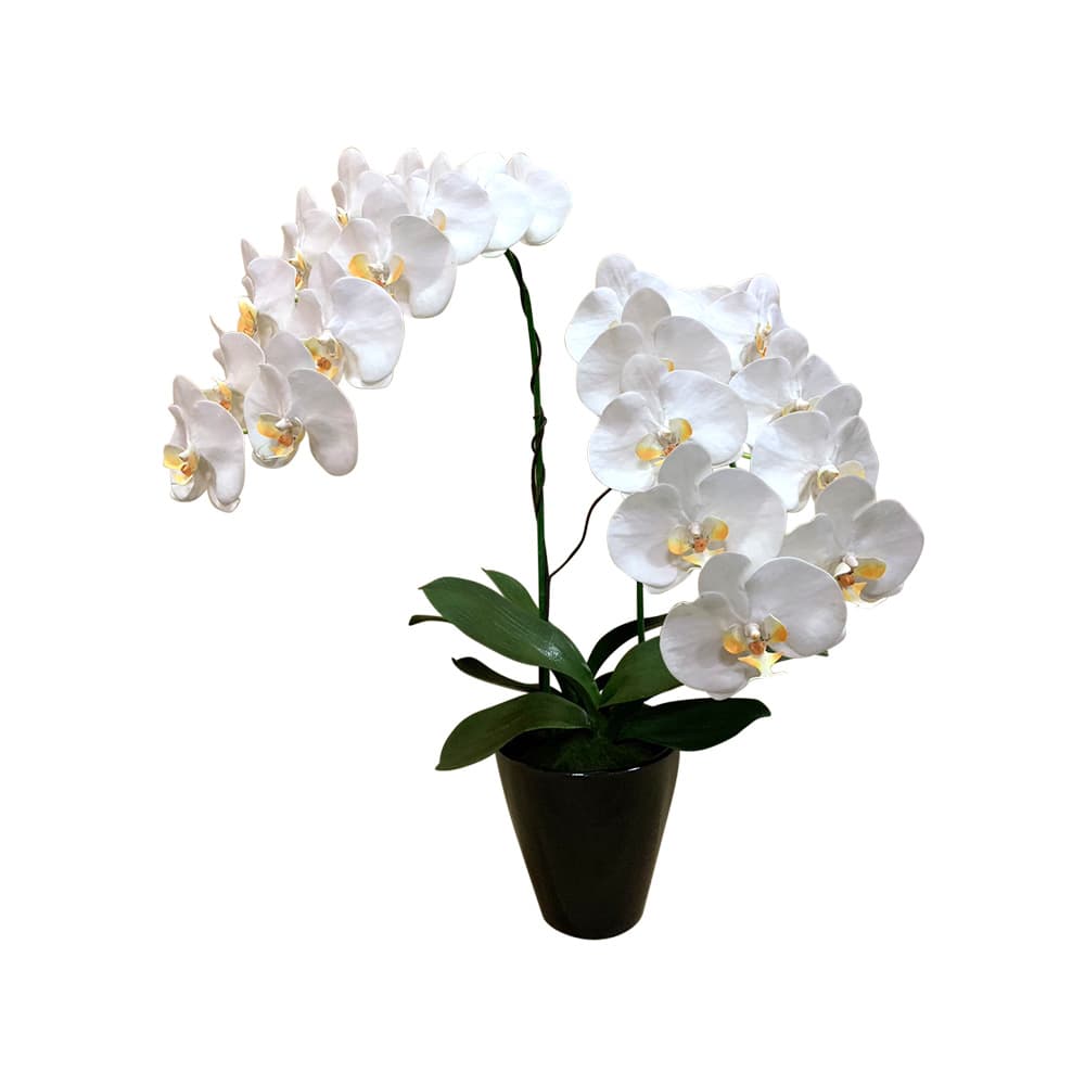 ดอกไม้ประดิษฐ์ ฟาแลนด์ 2 ช่อ(ขาว)