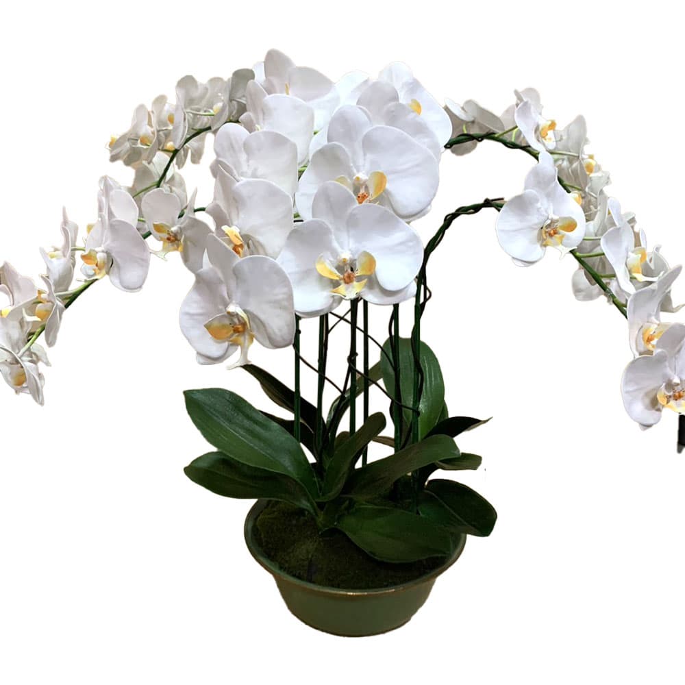 ดอกไม้ประดิษฐ์ ฟาแลนด์ 6 ช่อ(ขาว)