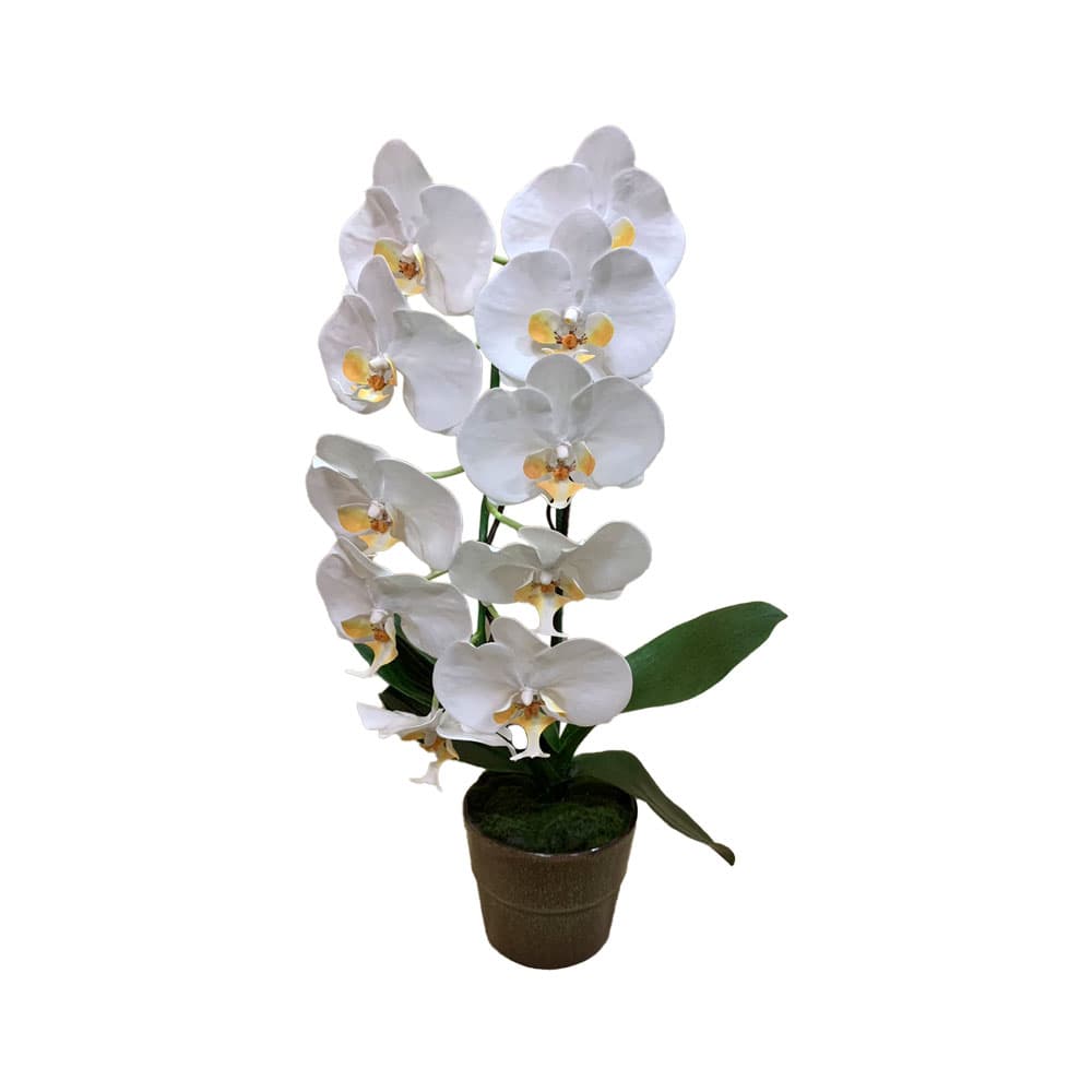 ดอกไม้ประดิษฐ์ ฟาแลนด์ 1 ช่อ(ขาว)