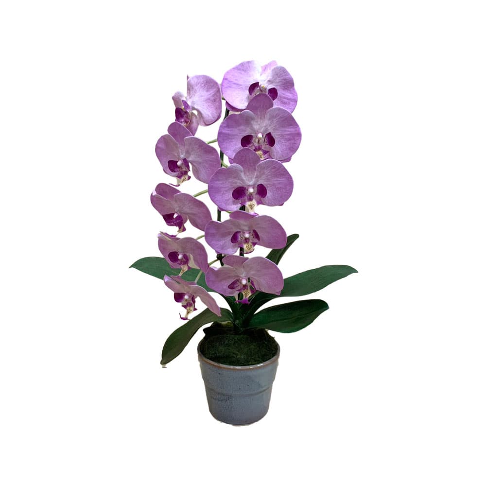 ดอกไม้ประดิษฐ์ ฟาแลนด์ 1 ช่อ(ม่วง)